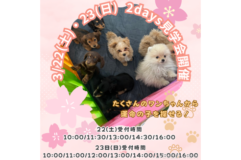 成約済の茨城県のカニンヘンダックスフンド(ロングヘアード)-374028の3枚目
